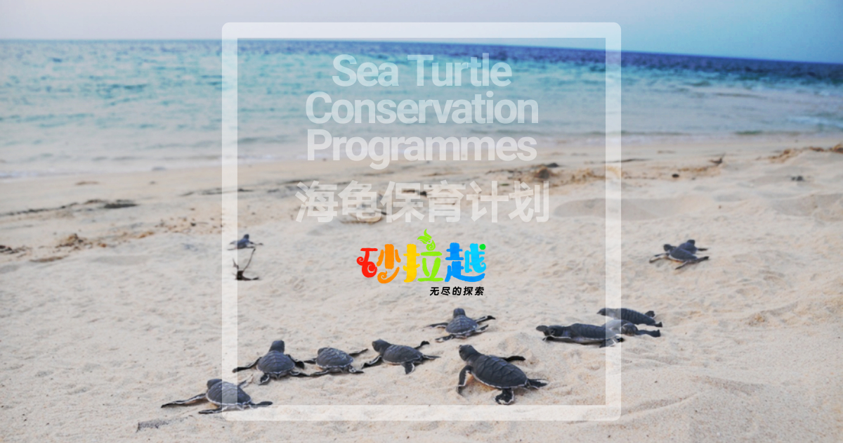 Sea-turtle-program.jpg